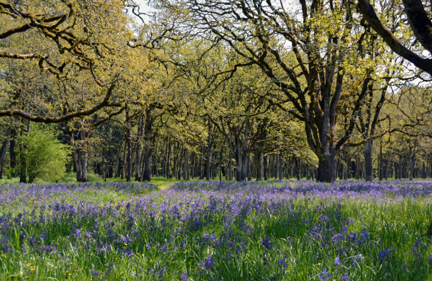 Bush's Pasture Park, United States